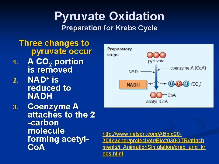 Pyruvate Oxidation Preparation for Krebs Cycle Three changes to pyruvate occur 1. A CO