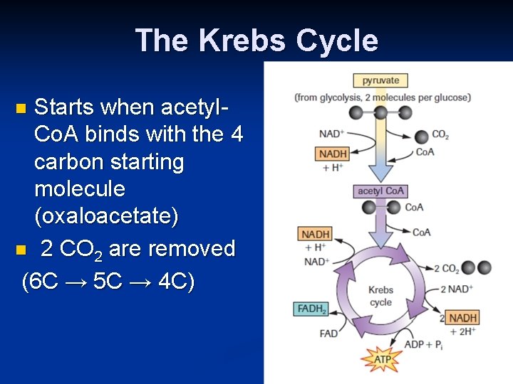 The Krebs Cycle Starts when acetyl. Co. A binds with the 4 carbon starting