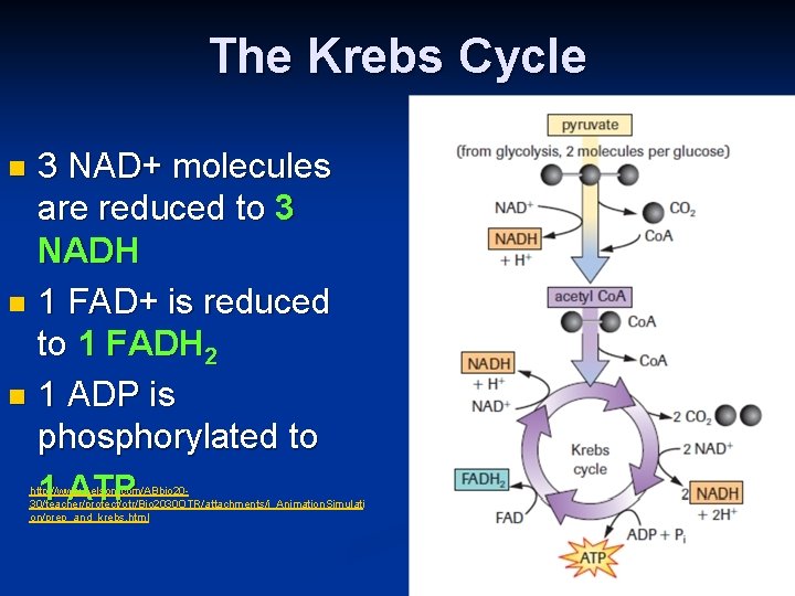 The Krebs Cycle 3 NAD+ molecules are reduced to 3 NADH n 1 FAD+