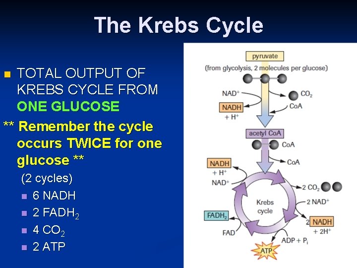 The Krebs Cycle TOTAL OUTPUT OF KREBS CYCLE FROM ONE GLUCOSE ** Remember the