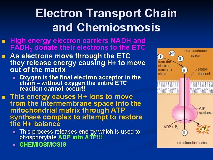 Electron Transport Chain and Chemiosmosis n n High energy electron carriers NADH and FADH