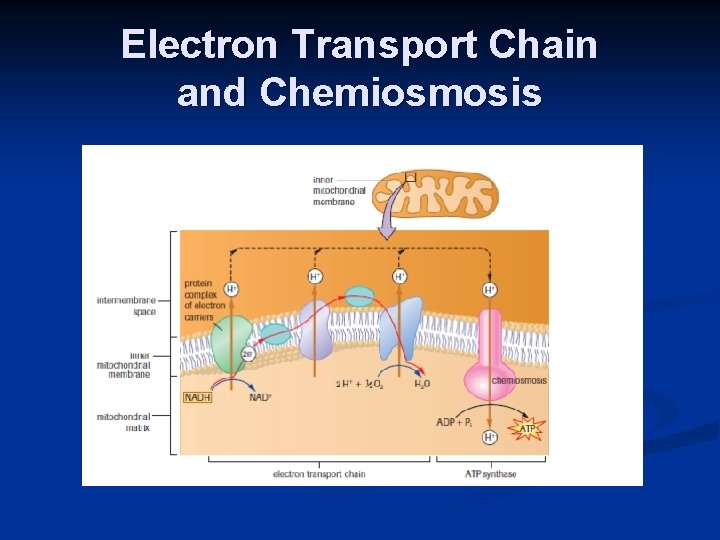 Electron Transport Chain and Chemiosmosis 