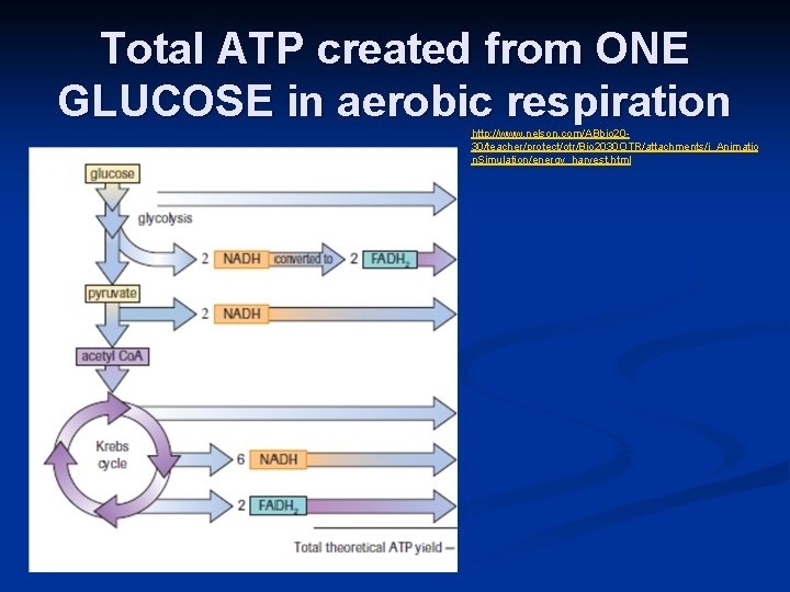 Total ATP created from ONE GLUCOSE in aerobic respiration http: //www. nelson. com/ABbio 2030/teacher/protect/otr/Bio