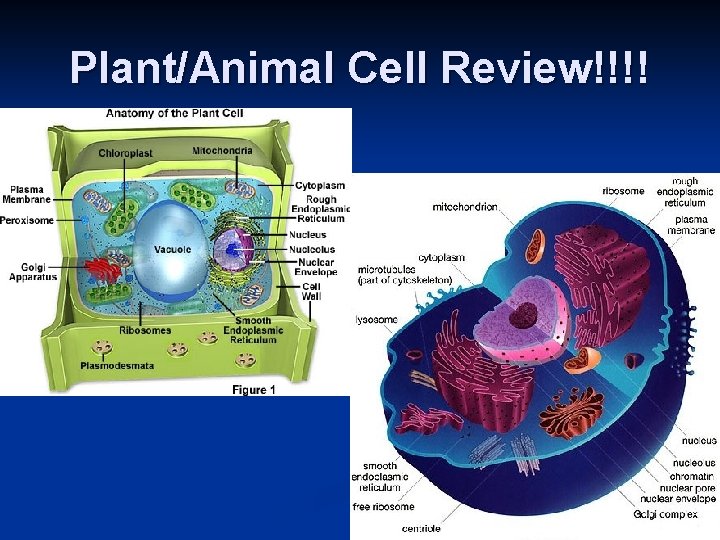 Plant/Animal Cell Review!!!! 