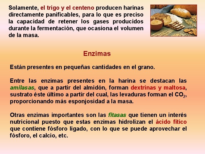 Solamente, el trigo y el centeno producen harinas directamente panificables, para lo que es