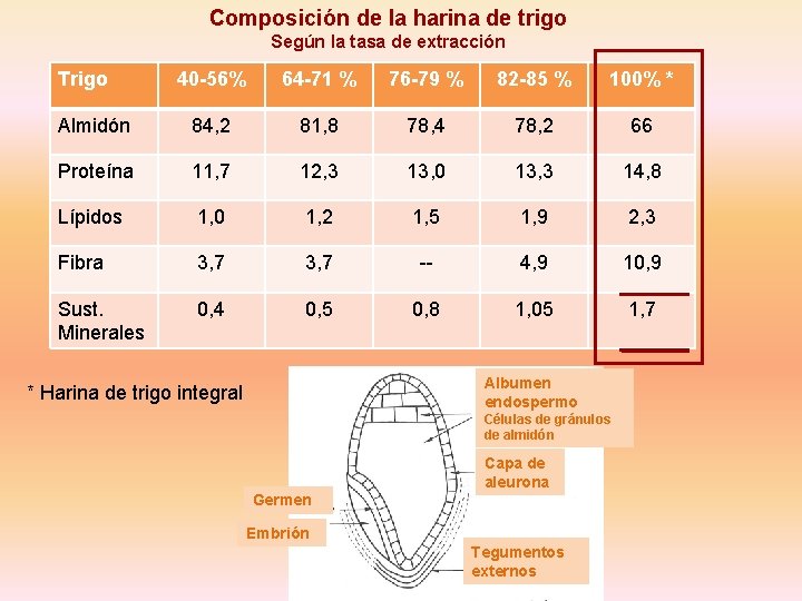 Composición de la harina de trigo Según la tasa de extracción Trigo 40 -56%