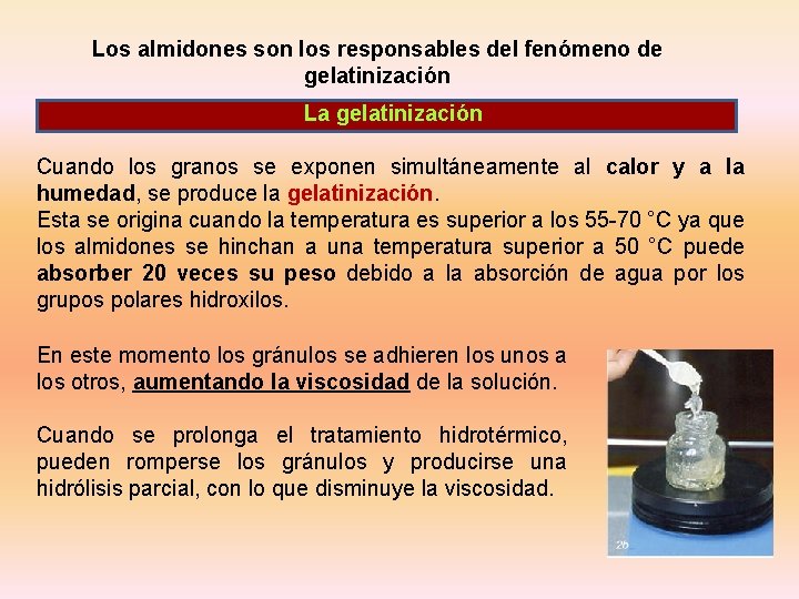 Los almidones son los responsables del fenómeno de gelatinización La gelatinización Cuando los granos