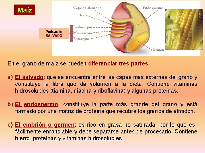 Maíz Pericarpio SALVADO En el grano de maíz se pueden diferenciar tres partes: a)