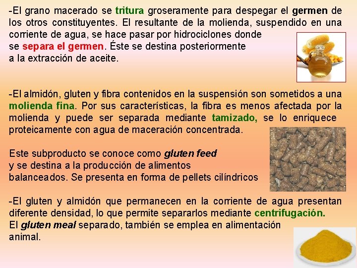 -El grano macerado se tritura groseramente para despegar el germen de los otros constituyentes.