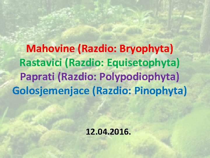 Mahovine (Razdio: Bryophyta) Rastavici (Razdio: Equisetophyta) Paprati (Razdio: Polypodiophyta) Golosjemenjace (Razdio: Pinophyta) 12. 04.
