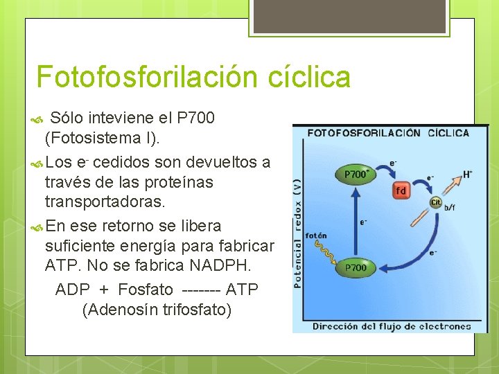 Fotofosforilación cíclica Sólo inteviene el P 700 (Fotosistema I). Los e- cedidos son devueltos