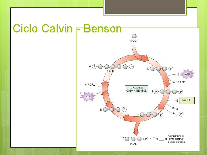 Ciclo Calvin - Benson 
