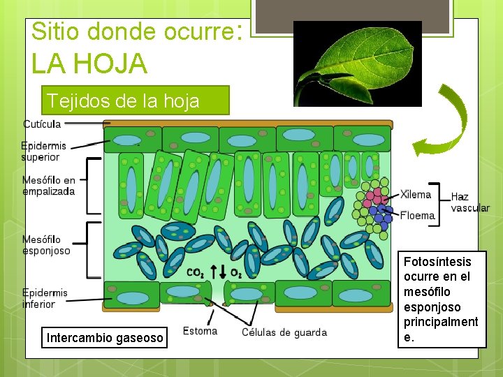 Sitio donde ocurre: LA HOJA Tejidos de la hoja Intercambio gaseoso Fotosíntesis ocurre en