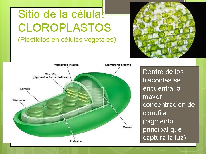 Sitio de la célula: CLOROPLASTOS (Plastidios en células vegetales) Dentro de los tilacoides se