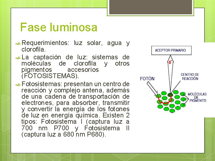 Fase luminosa Requerimientos: luz solar, agua y clorofila. La captación de luz: sistemas de