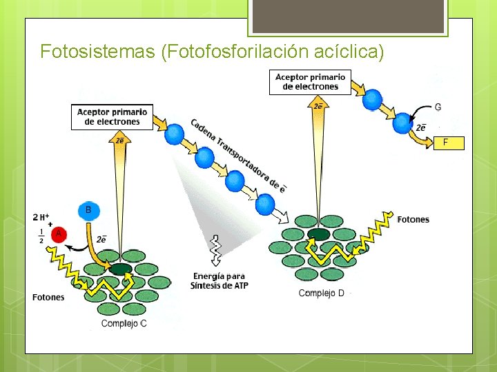 Fotosistemas (Fotofosforilación acíclica) Fotosistemas 