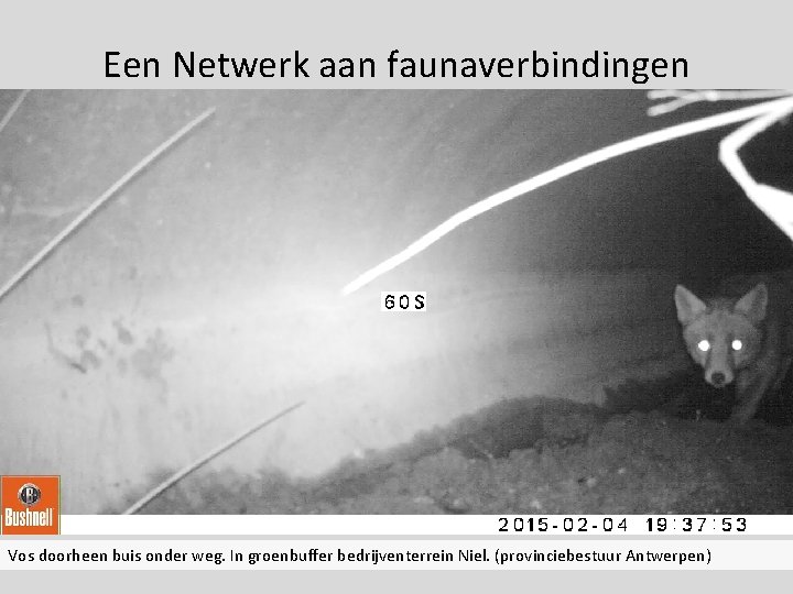 Een Netwerk aan faunaverbindingen filmpje Vos doorheen buis onder weg. In groenbuffer bedrijventerrein Niel.