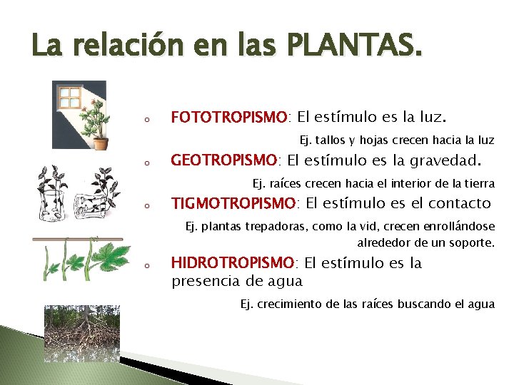 La relación en las PLANTAS. o FOTOTROPISMO: El estímulo es la luz. Ej. tallos