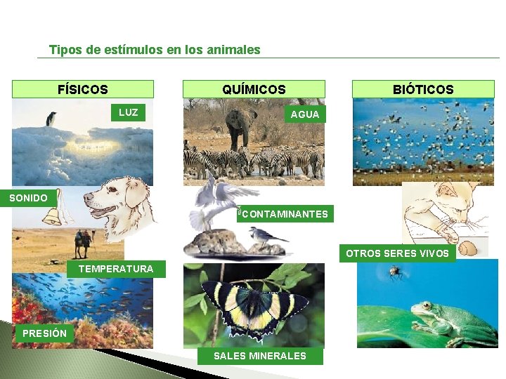 Tipos de estímulos en los animales FÍSICOS QUÍMICOS LUZ BIÓTICOS AGUA SONIDO CONTAMINANTES OTROS