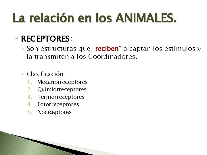 La relación en los ANIMALES. RECEPTORES: ◦ Son estructuras que “reciben” o captan los