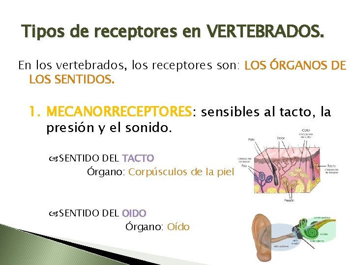 Tipos de receptores en VERTEBRADOS. En los vertebrados, los receptores son: LOS ÓRGANOS DE