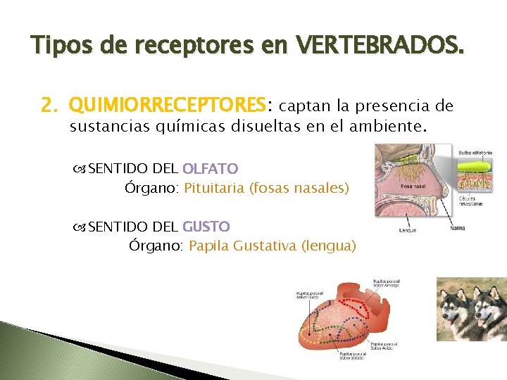 Tipos de receptores en VERTEBRADOS. 2. QUIMIORRECEPTORES: captan la presencia de sustancias químicas disueltas