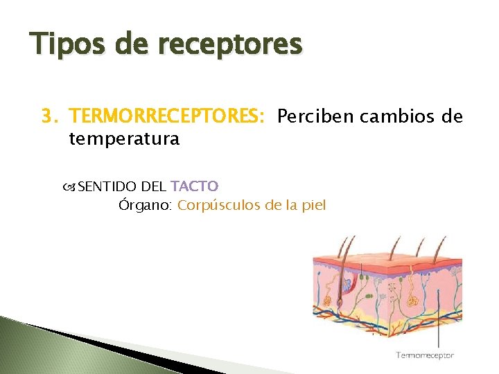 Tipos de receptores 3. TERMORRECEPTORES: Perciben cambios de temperatura SENTIDO DEL TACTO Órgano: Corpúsculos