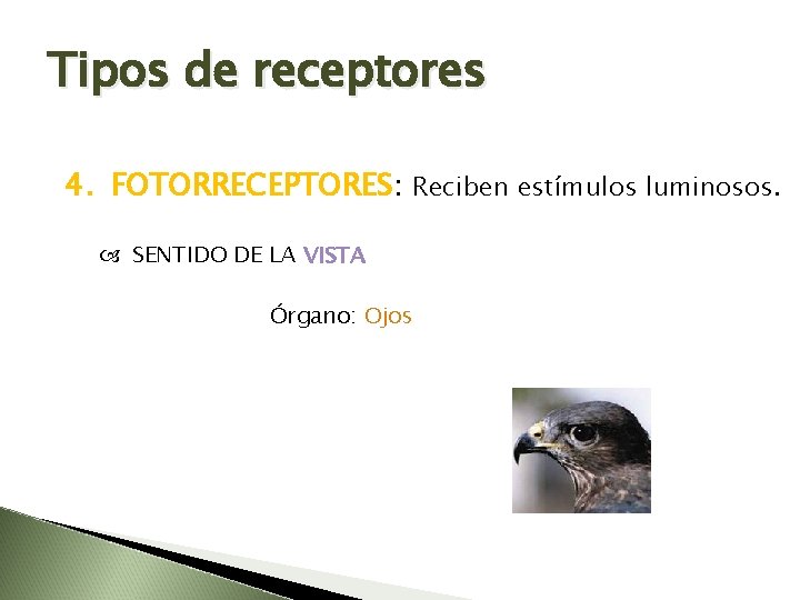 Tipos de receptores 4. FOTORRECEPTORES: Reciben estímulos luminosos. SENTIDO DE LA VISTA Órgano: Ojos