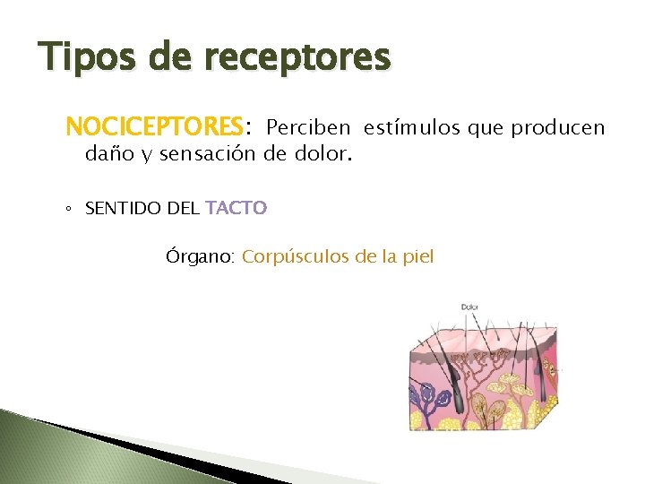 Tipos de receptores NOCICEPTORES: Perciben estímulos que producen daño y sensación de dolor. ◦