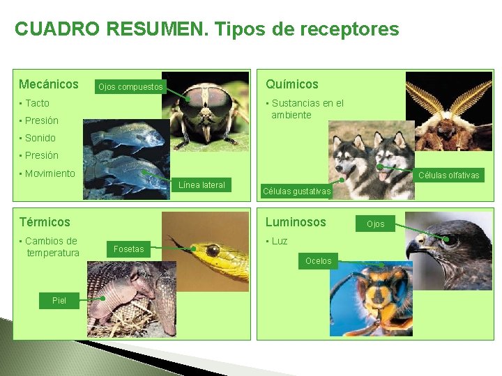 CUADRO RESUMEN. Tipos de receptores Mecánicos Químicos Ojos compuestos • Tacto • Sustancias en