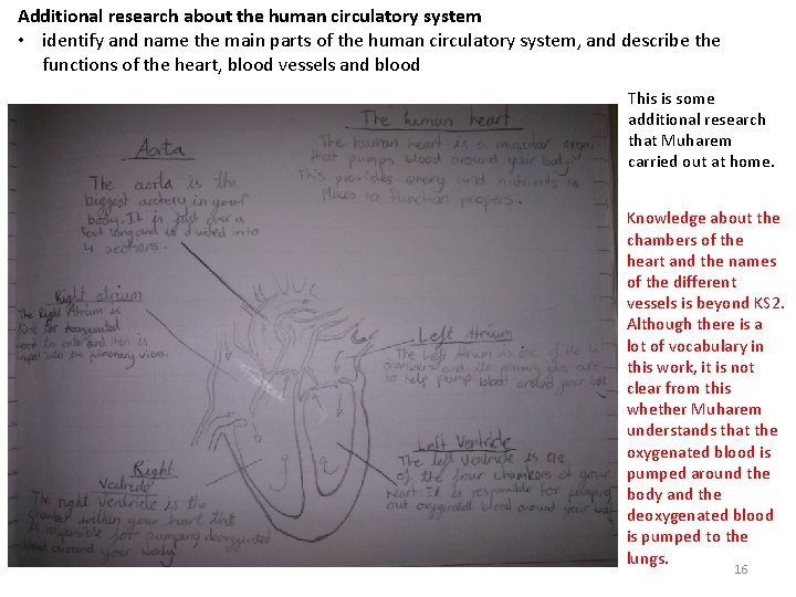 Additional research about the human circulatory system • identify and name the main parts