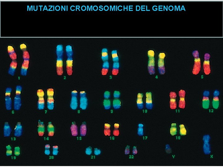 MUTAZIONI CROMOSOMICHE DEL GENOMA 