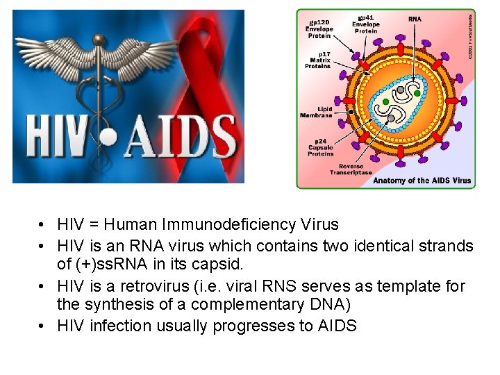  • HIV = Human Immunodeficiency Virus • HIV is an RNA virus which