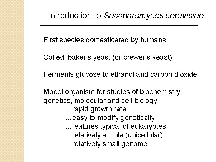 Introduction to Saccharomyces cerevisiae First species domesticated by humans Called baker’s yeast (or brewer’s