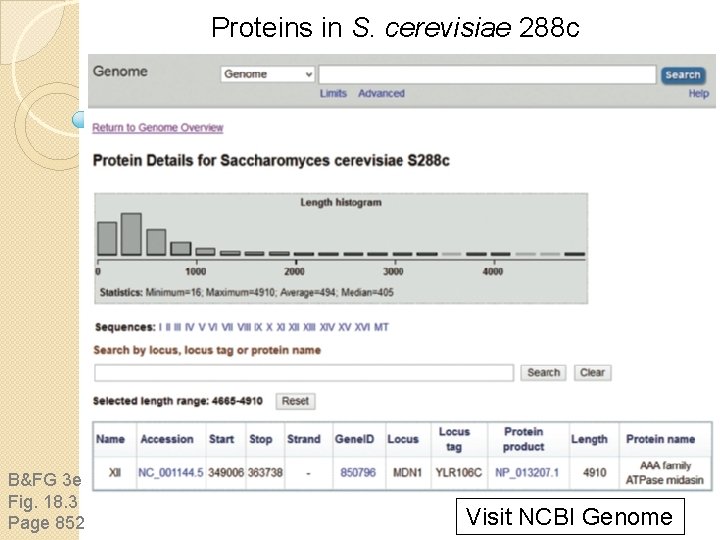 Proteins in S. cerevisiae 288 c B&FG 3 e Fig. 18. 3 Page 852