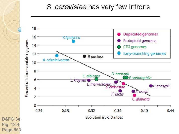 S. cerevisiae has very few introns B&FG 3 e Fig. 18. 4 Page 853