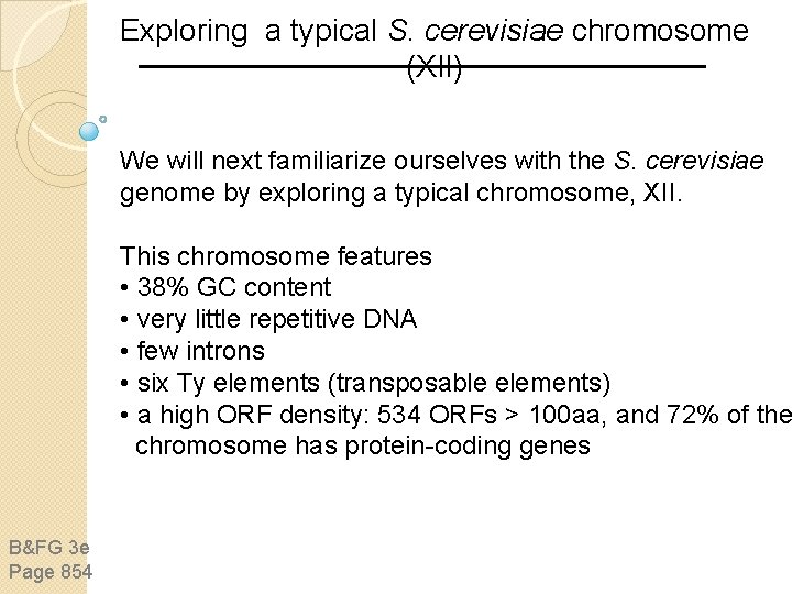 Exploring a typical S. cerevisiae chromosome (XII) We will next familiarize ourselves with the