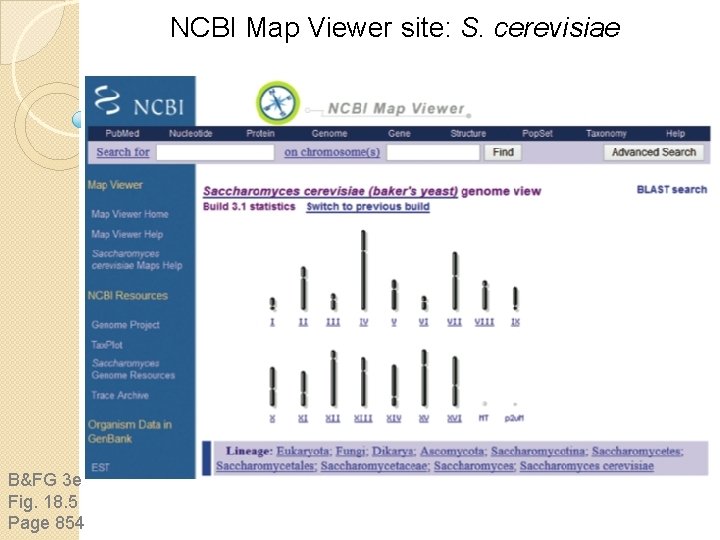 NCBI Map Viewer site: S. cerevisiae B&FG 3 e Fig. 18. 5 Page 854