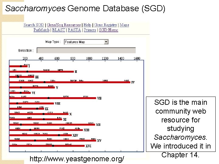 Saccharomyces Genome Database (SGD) http: //www. yeastgenome. org/ SGD is the main community web