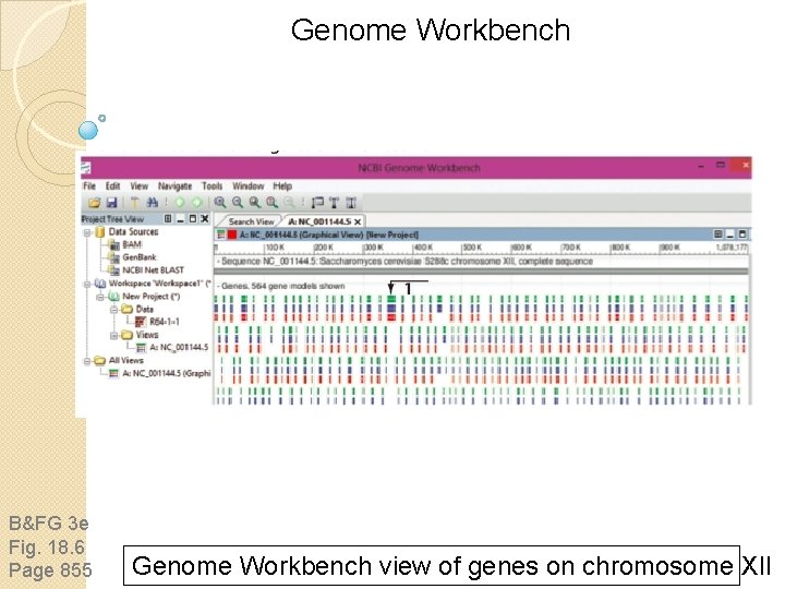 Genome Workbench B&FG 3 e Fig. 18. 6 Page 855 Genome Workbench view of