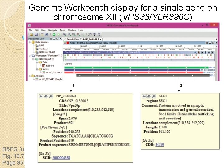 Genome Workbench display for a single gene on chromosome XII (VPS 33/YLR 396 C)