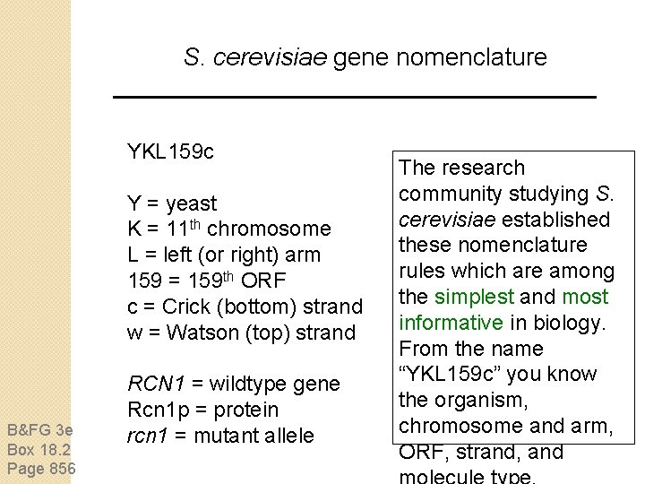 S. cerevisiae gene nomenclature YKL 159 c Y = yeast K = 11 th