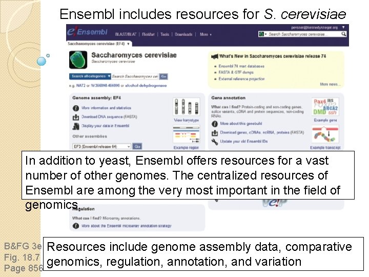 Ensembl includes resources for S. cerevisiae In addition to yeast, Ensembl offers resources for