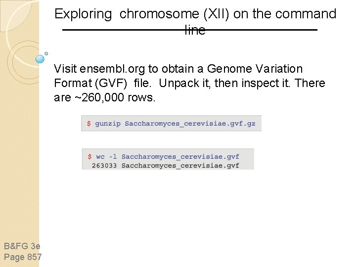 Exploring chromosome (XII) on the command line Visit ensembl. org to obtain a Genome