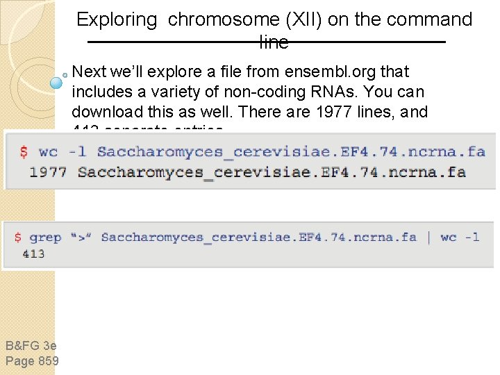 Exploring chromosome (XII) on the command line Next we’ll explore a file from ensembl.