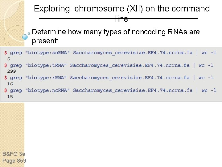 Exploring chromosome (XII) on the command line Determine how many types of noncoding RNAs