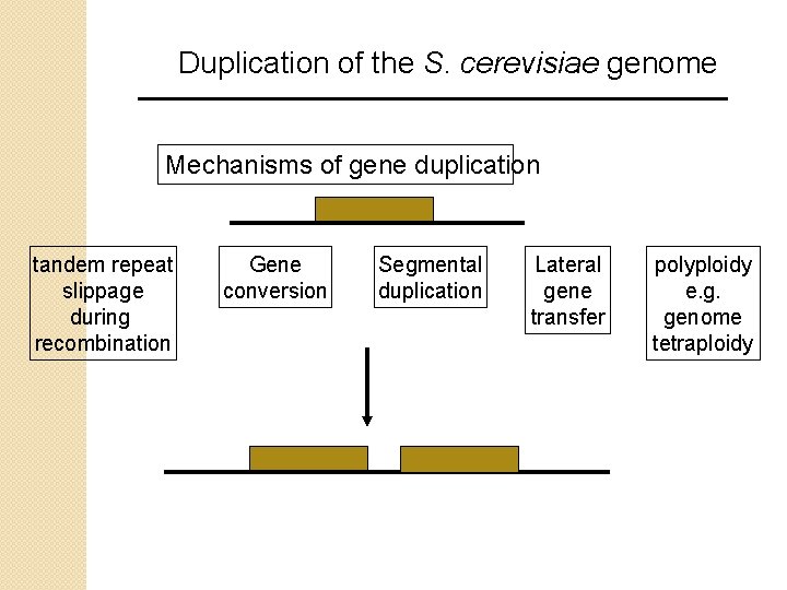 Duplication of the S. cerevisiae genome Mechanisms of gene duplication tandem repeat slippage during