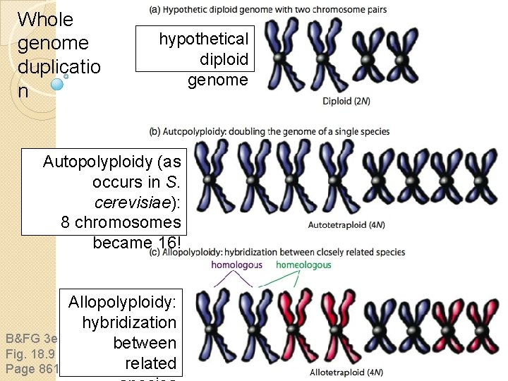 Whole genome duplicatio n hypothetical diploid genome Autopolyploidy (as occurs in S. cerevisiae): 8