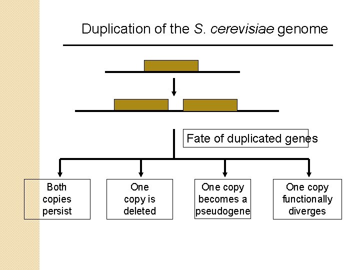 Duplication of the S. cerevisiae genome Fate of duplicated genes Both copies persist One