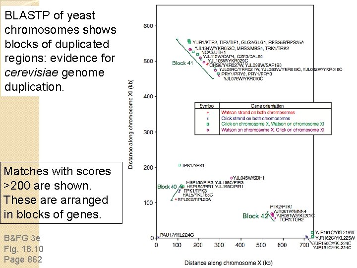 BLASTP of yeast chromosomes shows 55 blocks of duplicated regions: evidence for S. cerevisiae